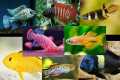 Top 32 Colorful Freshwater Fish For