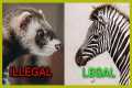 Exotic Pets Legal in California