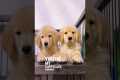 Two very cute golden retriever