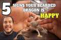 5 Signs Your Bearded Dragon Is Happy