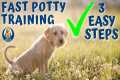 Potty Train Your Puppy in a Week