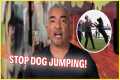 How To Stop Your Dog From Jumping |