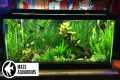 How to set up a FRESHWATER AQUARIUM: