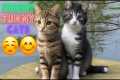 Funniest Cat Videos In The World