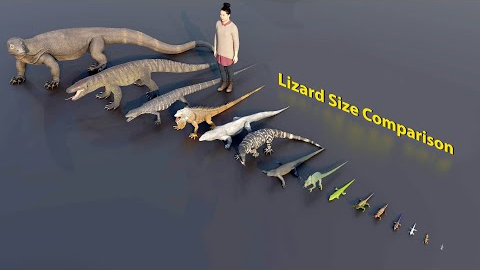 Big Lizard size comparison | 3D Animation #animation #animals