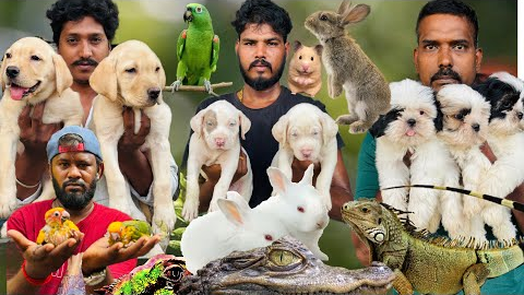 Exotic Pets and Birds Puppies in Chennai Pet Market in Affordable Price