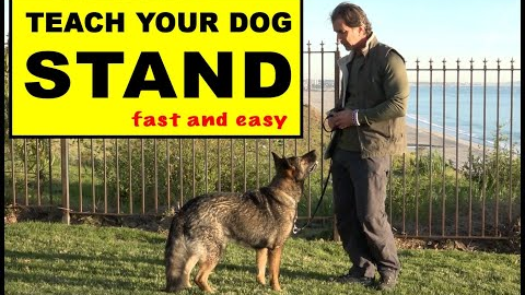 Teach Your Dog to STAND - Dog Training Video - Robert Cabral - the STAND Command