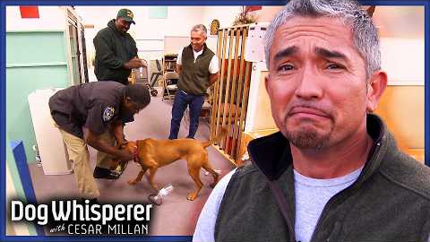 Cesar's Center Is The Last Stop For Ridgeback Mix l Dog Whisperer With Cesar Millan