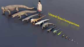 Big Lizard size comparison | 3D Animation #animation #animals