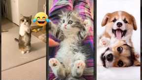 Cat videos 🐈‍⬛ kitten meowing 🐈‍⬛ #funanimals #6133