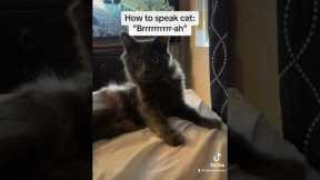 How to Speak Cat: Lesson 3