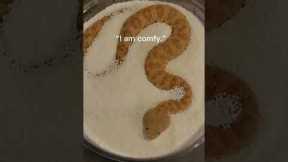 Baby Sand Viper Vs Adult in sprinkles! #sandviper #snakes #reptiles #justababy #babyanimals