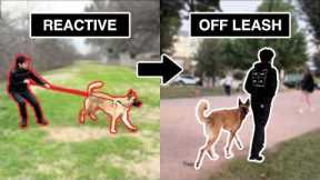 How I took this dog from REACTIVE to fully OFF-LEASH (4-Step Process)