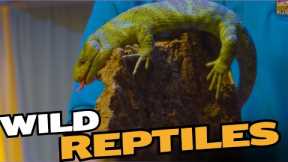 Wild Reptiles You've Never Heard Of!