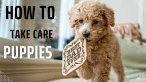 How to Keep Your Puppy Healthy, Happy, and Active!puppy vaccinations