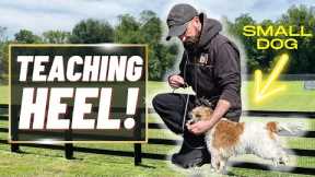 HOW TO TRAIN A SMALL DOG/ PUPPY TO HEEL! If You Can't Do This DON'T MOVE ON!