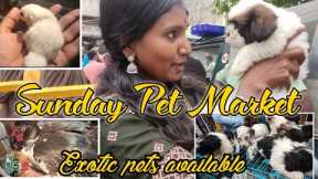 Broadway pet market Chennai || Broadway koli Market || sunday pet market in chennai | Malayalam vlog