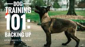 Dog Training 101: Backing Up