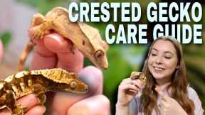 How To Care For A CRESTED GECKO!