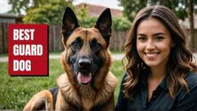 IS Owning a Belgian Malinois Guard Dog RIGHT for You? | Dog Training | Puppy Training | Malinois