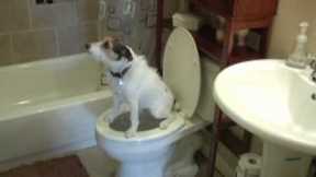 Potty Train Your Dog