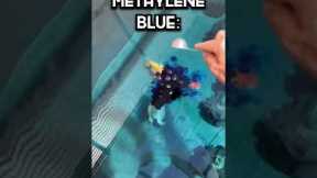 Why I DYE my fish’s water BLUE