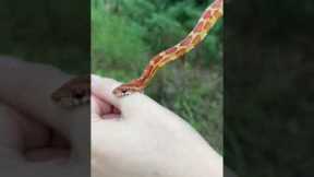 ‼️HARMLESS, NONVENOMOUS CORN SNAKE. Bites are often dramatized by the media! Didn’t even break skin!