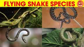 🐍🌟Types of Flying Snake Species Name, Spelling, Pronunciation, Pictures in English for Preschoolers