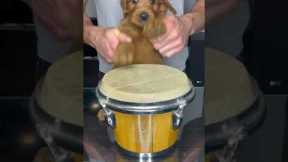 Puppy Drums #shorts