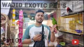 Wajid Exotic Pet's best Hand tamed bird in  mumbai #viralvideo #exoticpets  #wajidexotic #exoticbird