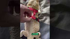 Trained Bearded Dragon #nature #reptiles #shorts #beardeddragon #lizard