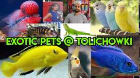 AS pet's World in Hyderabad Tolichowki | conure exotic bird's | exotic Fishe's | Aquarium & cat's