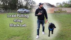 Lead Walking Basics - Black Labrador 45kg - No More Pulling - Professional Dog Trainer