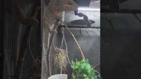 #chameleon #animals #reptile #exotic #pets #clips #clip #petstore #camoflauge #cute #shortsvideo