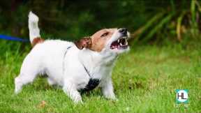 Houston puppy expert shares tips on how to handle growling | HOUSTON LIFE | KPRC 2