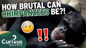 What Makes A Chimpanzee a DANGEROUS Pet? 🐒 | Predator Pets | Curious?: Natural World