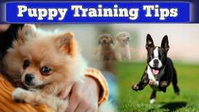 Puppy Training Tips & Trick || Puppy Training at home Tips & Trick || Pets Information TV