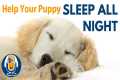 Get Your Puppy to Sleep All Night: