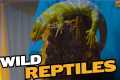 Wild Reptiles You've Never Heard Of!