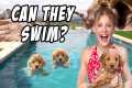 Teaching My PUPPIES To SWIM for the