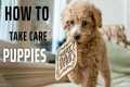 How to Keep Your Puppy Healthy,