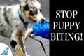 STOP Puppy Biting With These 7 Rules