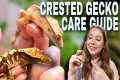 How To Care For A CRESTED GECKO!