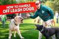 What to do when off leash dog