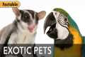 Do Exotic Animals Make Good Pets?