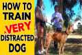 How to TRAIN a Distracted DOG using