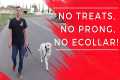 Stop leash pulling fast.  No ecollar, 