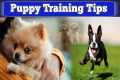 Puppy Training Tips & Trick ||