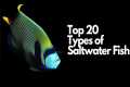 Top 20 Types of Saltwater Fish 🐠