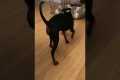 Puppy Learned to Fetch Specific Toy | 